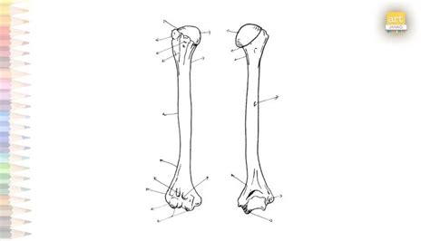 Humerus Bony Features Upper Arm Diagram How To Draw Humerus Bone