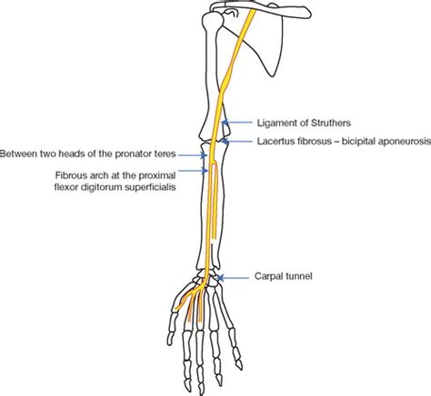 Fibrous Arch Of Flexor Digitorum Superficialis