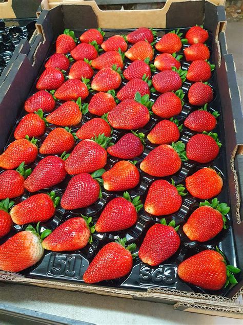 Perth pick your own strawberries | Perth WA