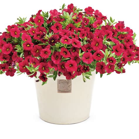 Calibrachoa | Superbells® Red | Proven Winners® Annuals – Proven
