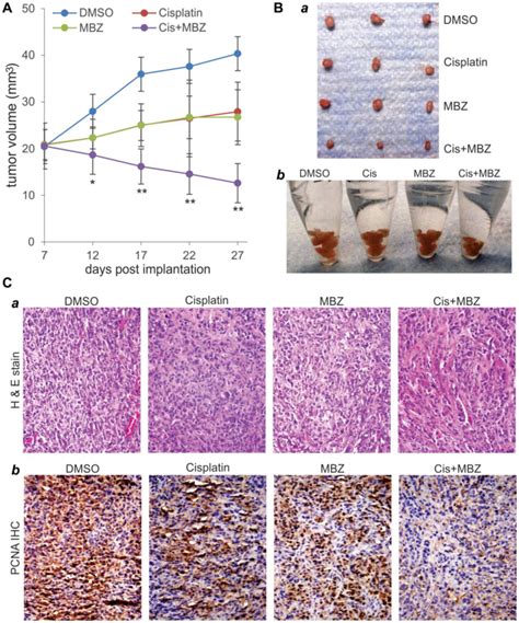 Mbz And Cisplatin Synergistically Inhibit Tumor Growth In The Xenograft