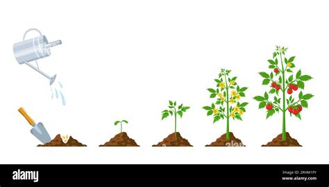 Crecimiento del tomate Etapas de siembra de plantas floración y