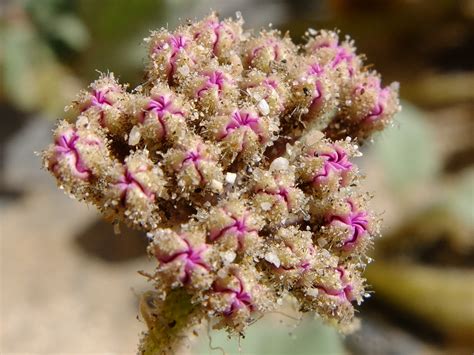 Abronia villosa – “Desert Sand-Verbena” - Wildflowers of Joshua Tree ...