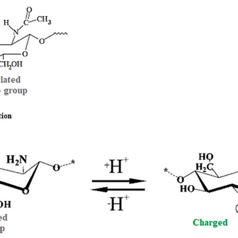 Chemical Structures Of Chitin And Chitosan Download Scientific Diagram