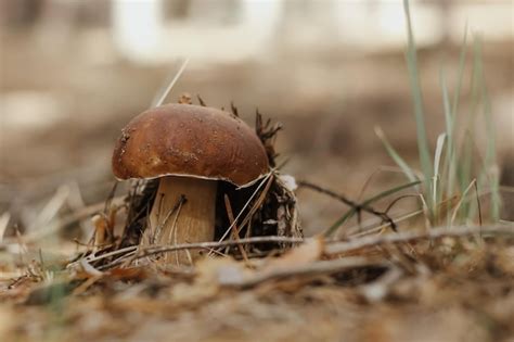 Premium Photo Edible Mushroom With A Brown Cap Boletus Edulis In The