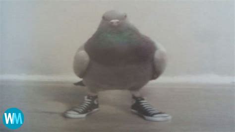 Top 5 Pigeon - YouTube