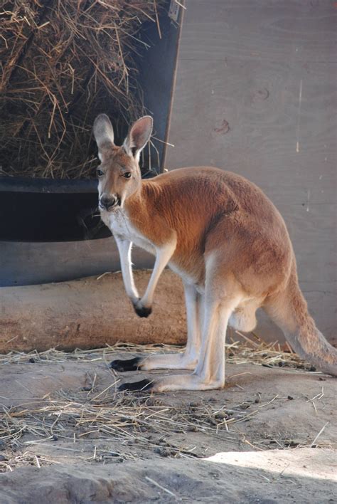 Red Kangaroo - ZooChat