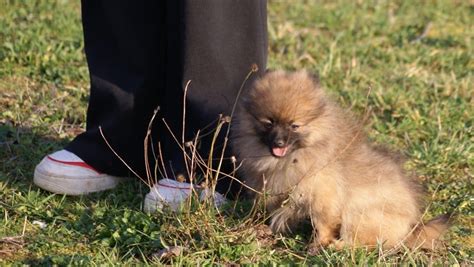 Chiot Spitz Allemand M Le Nain Teacup Fauve Orang Charbonn Lof Des