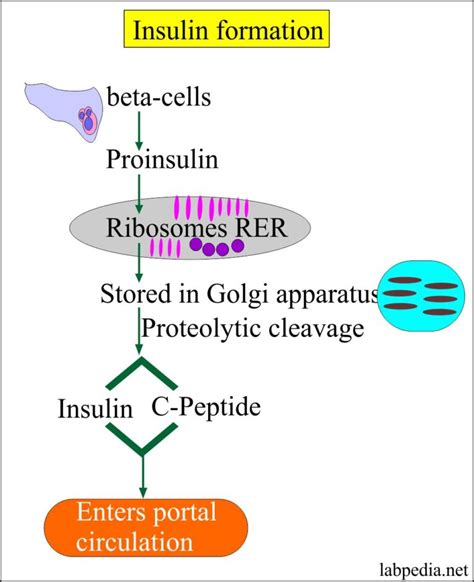 C-Peptide (Insulin C-Peptide, Proinsulin C-Peptide) – Labpedia.net