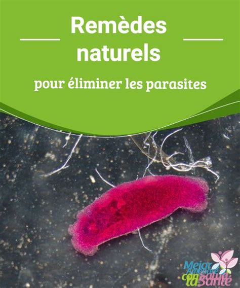 Rem Des Naturels Pour Liminer Les Parasites Rem Des Naturels Remede