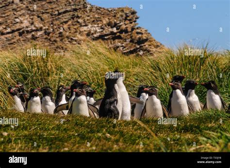 Ce Groupe De Gorfous Sauteurs Tait Sur La Voie D Eau Mais Semblait Un