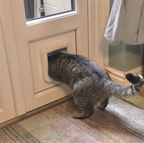 Cat flap sizes | Mumsnet