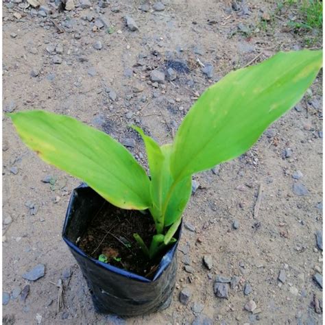 Anak Pokok Kunyit Hidup Shopee Malaysia