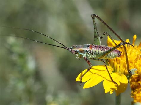 Katydid Nymph Scudderia Mexicana BugGuide Net