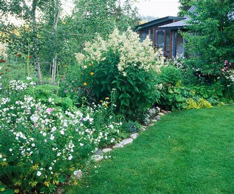 Evergreen Flowering Border Plants - Thuem Garden Plant