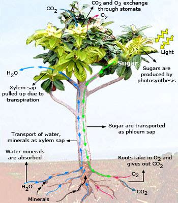 Study Mechanism Of Plant Transport Plasmolysis And Turgidity