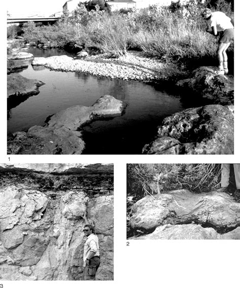 Figure 90 from FUNCTIONAL MORPHOLOGY OF THE FOSSIL HYPERCALCIFIED ...