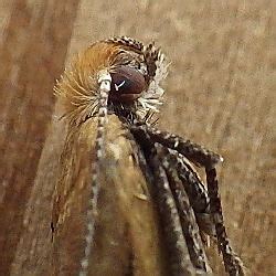 Ypsolophidae Ypsolopha Bugguide Net