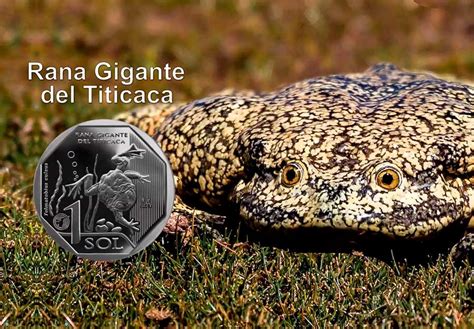 Especie en peligro crítico BCR acuñó rana gigante del Titicaca en