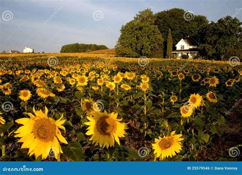 Sunflower Field With Farmhouse Royalty-Free Stock Image | CartoonDealer ...