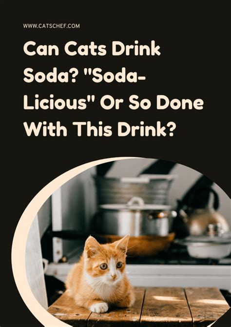 Can Cats Drink Soda Soda Licious Or So Done With This Drink