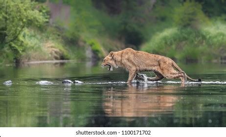 Closeup Portrait Lioness Chasing Prey Creek Stock Photo 1100171702