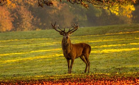 La biche et le cerf comment vivent ils Où les observer Hot Sex Picture