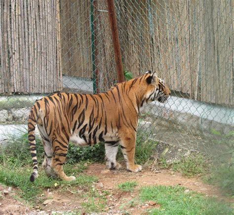 Bannerghatta National Park