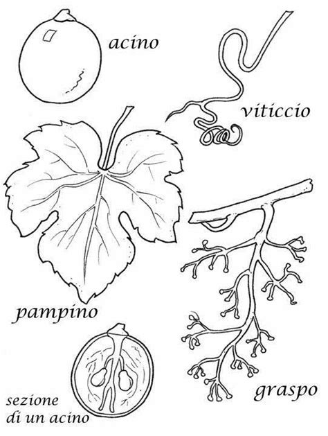 Pin Di Biagina Roggia Su Autunno Schede Didattiche Scuola Schede