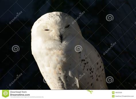 Snowy Owl Portrait Stock Photo Image Of Bright Wildlife 48520326