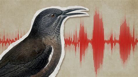 This bird was just declared extinct. You can hear its final song ...