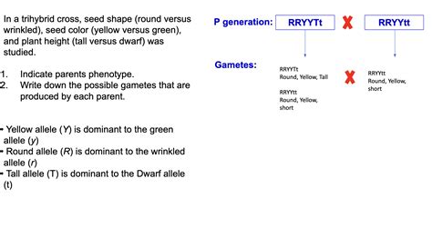 Solved Help Please On Every Part In A Trihybrid Cross Chegg