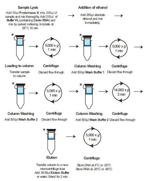 Isolierung Viraler Dna Rna Viral Nucleic Acid Extraction Geneon