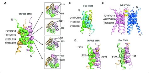 Structure Of The Tnfr Tmh Trimer In Bicelles And Comparison With