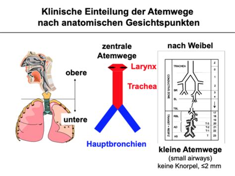 Pneumologie Obstruktive Lungenkrankheiten Obere Und Zentrale