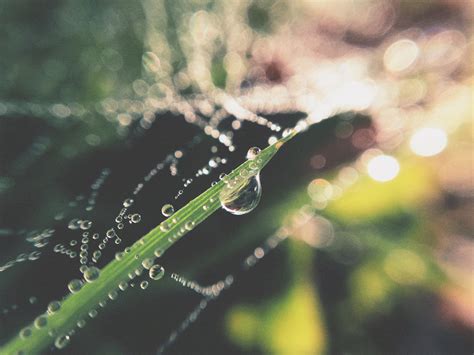 Free Images Water Nature Grass Branch Drop Dew Sunlight Leaf