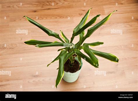 Wilting Plant Hi Res Stock Photography And Images Alamy