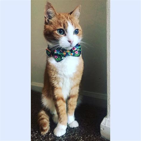 when are cats considered senior 8