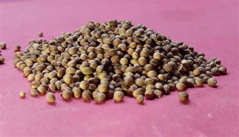 Grade Badami Brown Natural Coriander Seed Form Seeds At Rs 85 Kg In