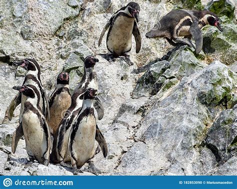 Humboldt Penguin In The Ballestas Islands 44 Peru Stock Photo Image