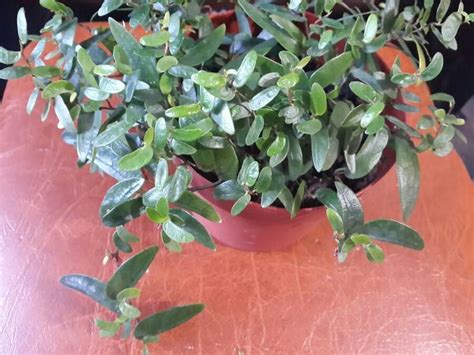 Фикус Анук ампельный | Ficus, Plants, Garden