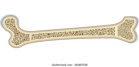 205 Bone Growth Plates Images, Stock Photos & Vectors | Shutterstock