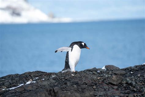 King George Island, Antarctica – RMF Travel