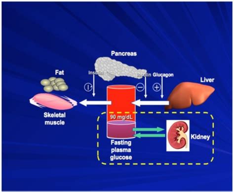 Normal Glucose Homeostasisnotes This Figure Depicts T Open I