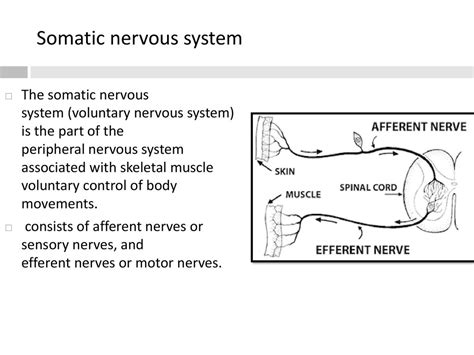 Human Nervous System Central Nervous System Peripheral Nervous System