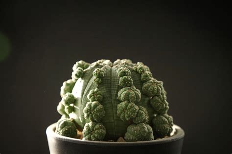 프로리페라 Euphorbia obesa cv Prolifera 22 6