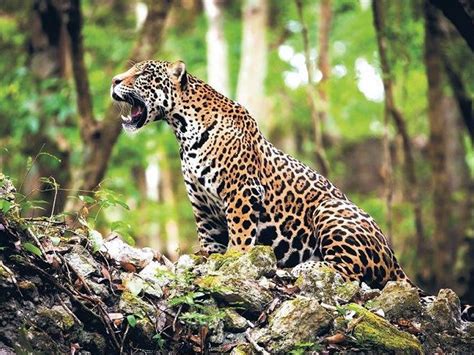 CALAKMUL BIOSPHERE RESERVE, CABINS CALAKMUL, Conhuas, Campeche, Mexico