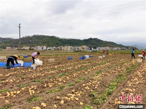 广东侨乡台山万亩马铃薯丰收 农户“薯”来运转腾讯新闻