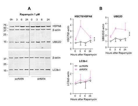 Western Blot Analysis Of Autophagy Markers Upon Rapamycin Stimulation Download Scientific