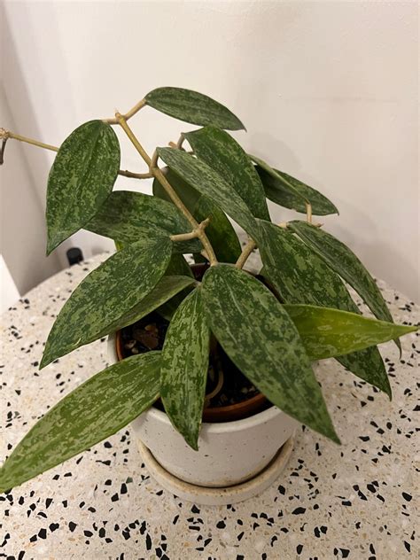 Hoya Rangsan, Furniture & Home Living, Gardening, Plants & Seeds on ...